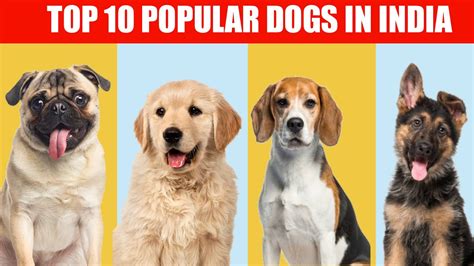 dog pirn|Todays Most Viewed Videos